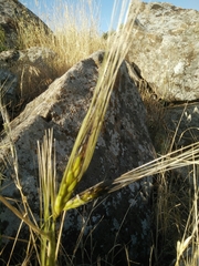 Triticum dicoccoides