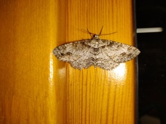 Paradarisa consonaria