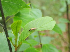Rhagonycha lignosa