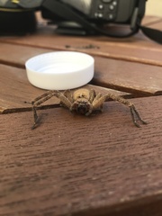 Polybetes rapidus