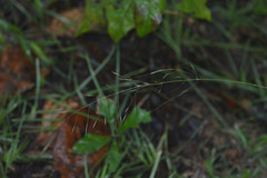 Piptochaetium avenaceum