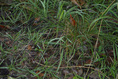 Piptochaetium avenaceum