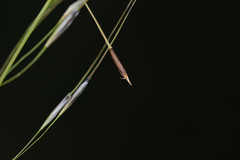 Piptochaetium avenaceum