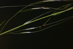 Piptochaetium avenaceum