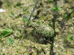 Elaphrus riparius