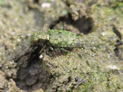 Elaphrus riparius