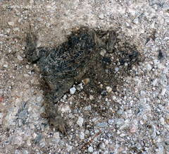 Sclerophrys mauritanica