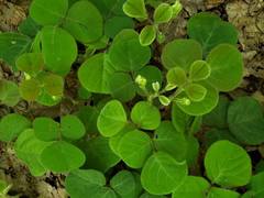 Desmodium rotundifolium