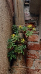 Sedum palmeri
