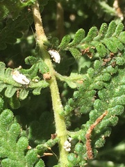 Insecta