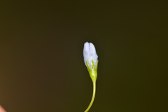 Wahlenbergia marginata