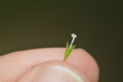 Wahlenbergia marginata