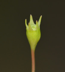 Wahlenbergia marginata