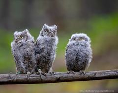 Otus scops