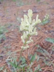 Oxytropis campestris