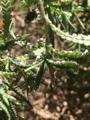 Insecta