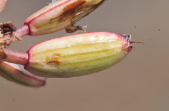Lomatium minus