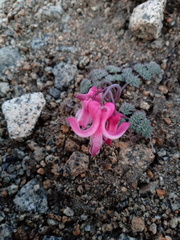 Dicentra peregrina