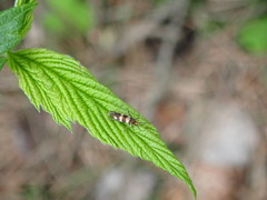 Micropterix aureatella