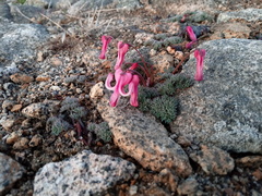 Dicentra peregrina