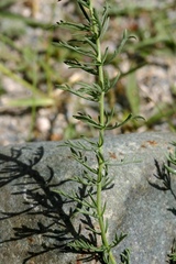 Veronica pinnata