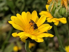 Halictus ligatus