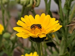 Halictus ligatus