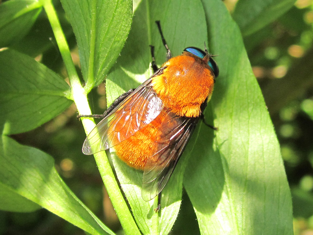 Osca rufa