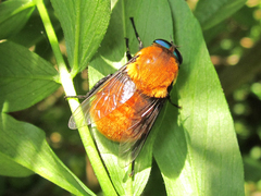 Osca rufa