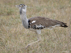 Ardeotis kori struthiunculus