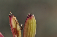 Lomatium minus