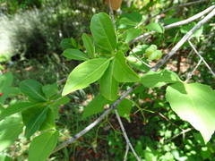 Euonymus oxyphyllus