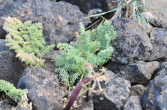Lomatium minus