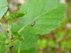 Micropterix aureatella