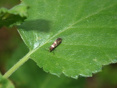 Micropterix aureatella