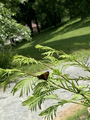 Hesperiina