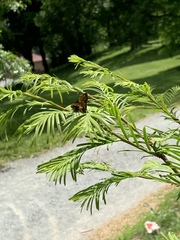 Hesperiina