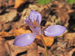 Crocus banaticus