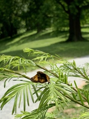 Hesperiina