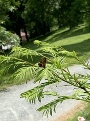 Hesperiina