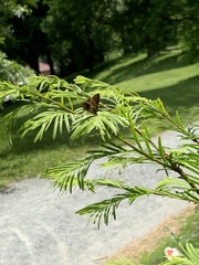 Hesperiina