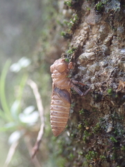 Melligomphus guangdongensis