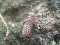 Melligomphus guangdongensis