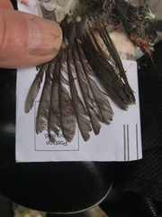 Empidonax difficilis