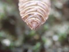 Melligomphus guangdongensis