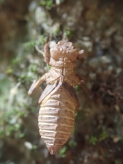 Melligomphus guangdongensis