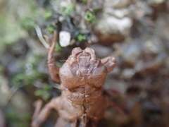 Melligomphus guangdongensis