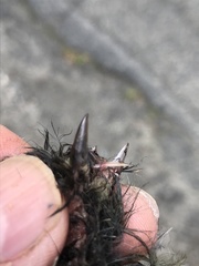 Empidonax difficilis