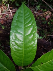 Pera arborea