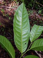 Pera arborea